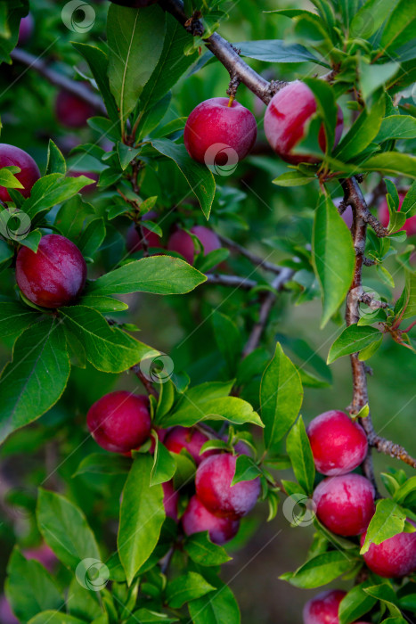 Скачать слива, растущая на дереве на ферме фотосток Ozero