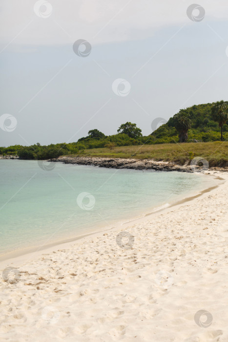 Скачать Пляж с растениями и пальмами. Волны и пена на морском берегу фотосток Ozero