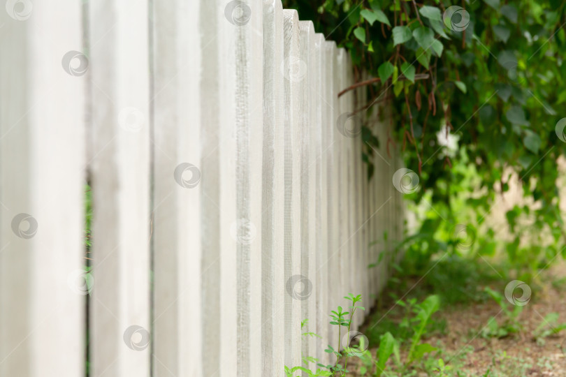 Скачать Белый новый дощатый забор на заднем дворе. Ветви деревьев свисают с забора фотосток Ozero