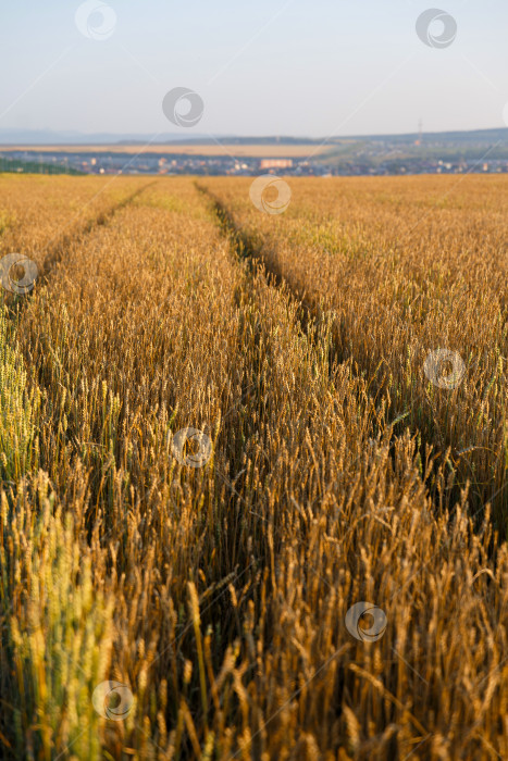 Скачать Пейзаж - дорога через большое пшеничное поле фотосток Ozero