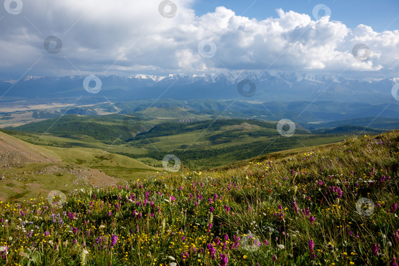 Скачать Пейзаж. Облака над горами и холмами, цветочные поляны фотосток Ozero