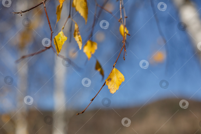 Скачать голубое небо и осенние желтые березовые листья фотосток Ozero