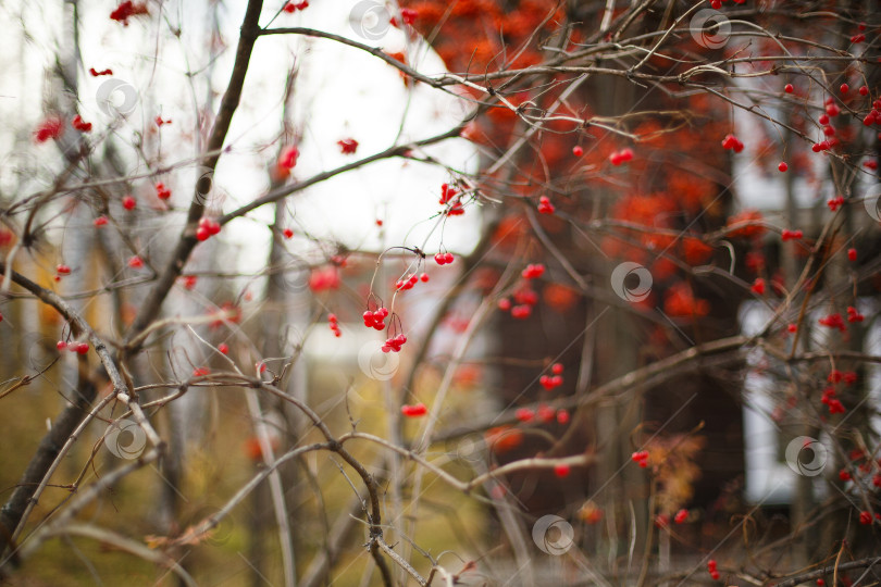Скачать куст с красными ягодами калины осенью фотосток Ozero