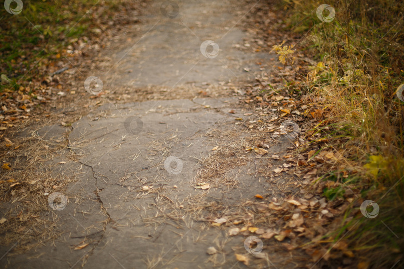 Скачать старая асфальтированная дорога, покрытая осенними листьями фотосток Ozero