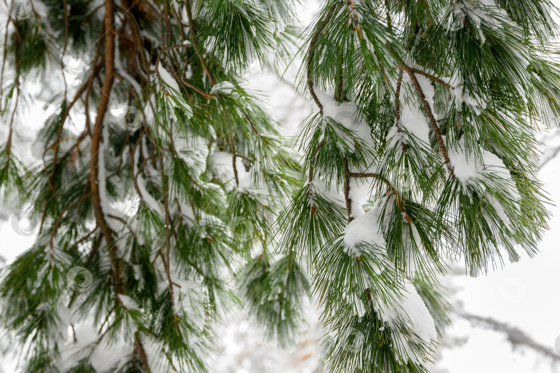 Скачать Еловые ветки под слоем снега фотосток Ozero