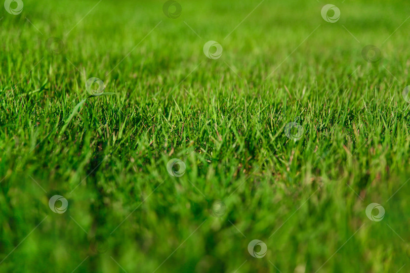 Скачать Естественный фон. Свежая зеленая трава на лужайке фотосток Ozero