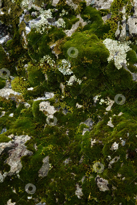 Скачать Фон и текстура - мох растет на мраморном камне фотосток Ozero