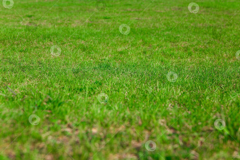 Скачать Естественный фон. Свежая зеленая трава на лужайке фотосток Ozero