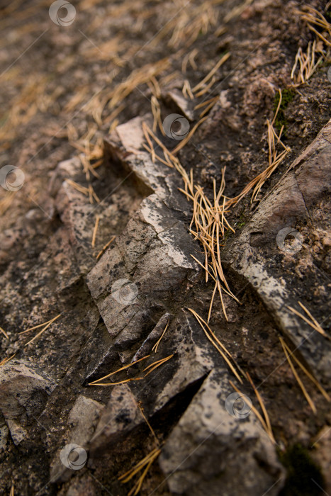 Скачать сухие иголки на земле и камнях фотосток Ozero