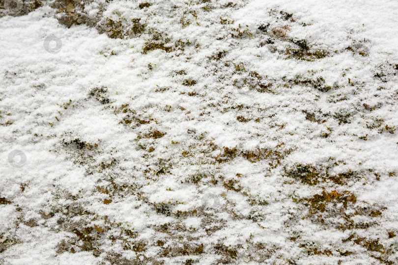 Скачать Мох, растущий на камне, покрытом снегом фотосток Ozero