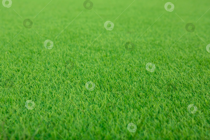 Скачать Естественный фон и текстура. Искусственная вечнозеленая газонная трава. Вид сбоку. Искусственный газон фотосток Ozero