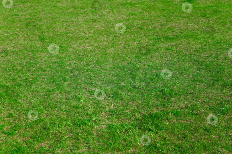 Скачать Естественный фон. Свежая зеленая трава на лужайке фотосток Ozero
