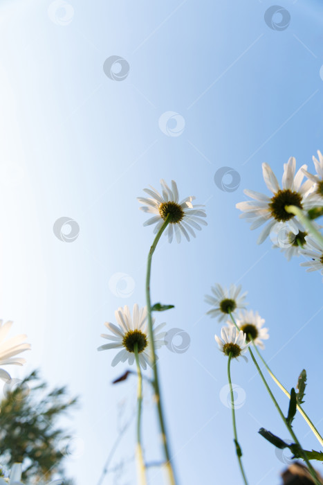 Скачать множество белых маргариток в саду на фоне неба фотосток Ozero
