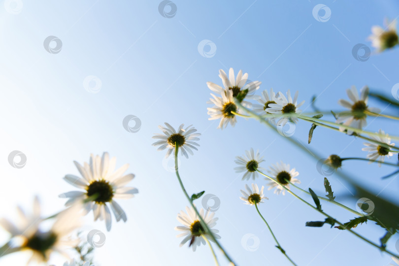Скачать множество белых маргариток в саду на фоне неба фотосток Ozero