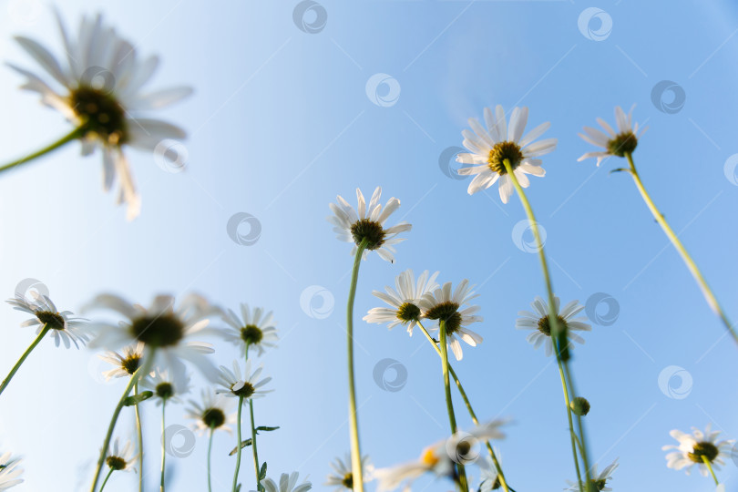 Скачать множество белых маргариток в саду на фоне неба фотосток Ozero
