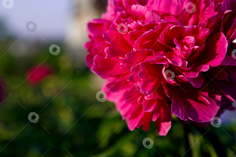 Скачать розовый пион на солнце на фоне листьев фотосток Ozero