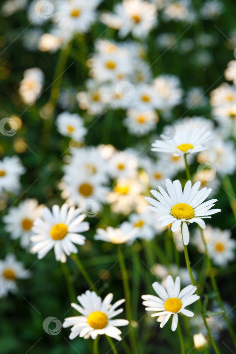 Скачать много белых маргариток в саду на фоне травы фотосток Ozero