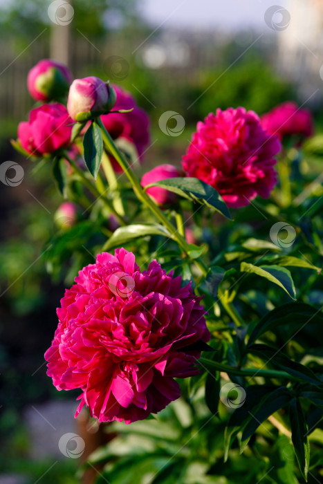 Скачать розовый пион на солнце на фоне листьев фотосток Ozero