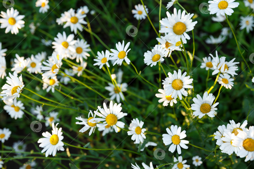 Скачать много белых маргариток в саду на фоне травы фотосток Ozero