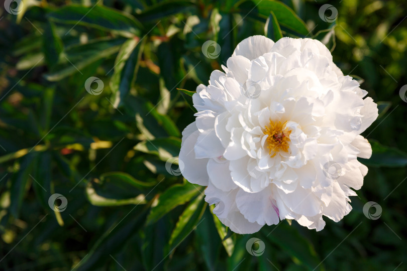Скачать белый бутон пиона на солнце на фоне листвы фотосток Ozero