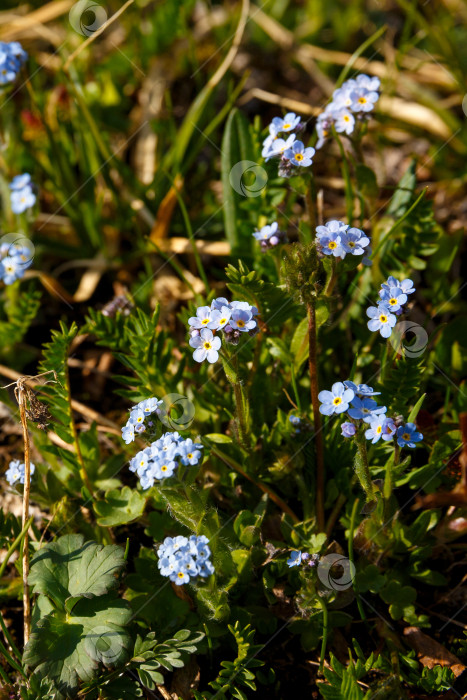 Скачать маленький голубой цветок незабудки, растущий в траве. фотосток Ozero