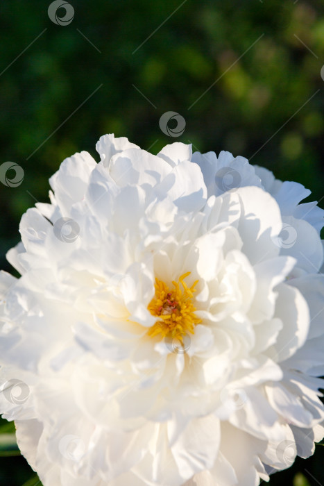 Скачать белый бутон пиона на солнце на фоне листвы фотосток Ozero