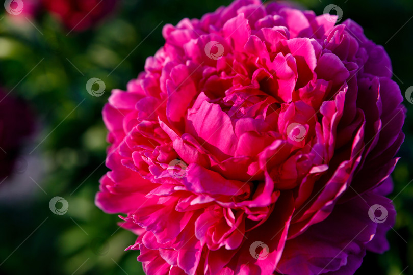 Скачать розовый пион на солнце на фоне листьев фотосток Ozero