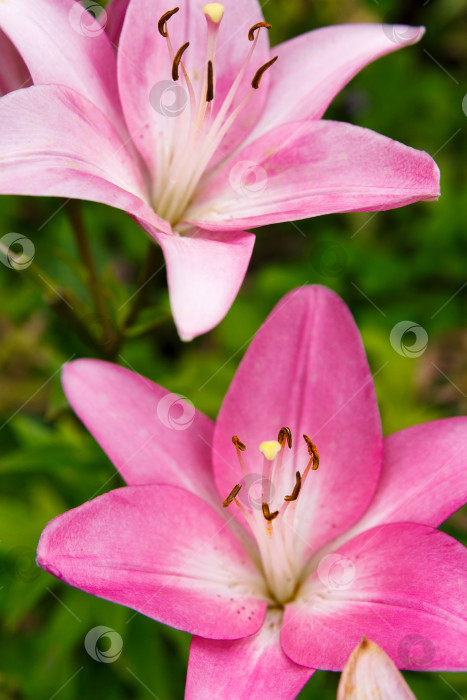 Скачать в саду распускается розовая лилия фотосток Ozero