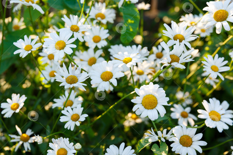Скачать много белых маргариток в саду на фоне травы фотосток Ozero