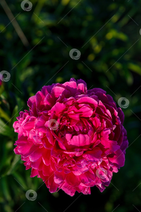 Скачать розовый пион на солнце на фоне листьев фотосток Ozero