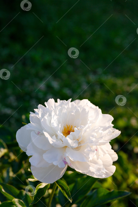 Скачать белый бутон пиона на солнце на фоне листвы фотосток Ozero