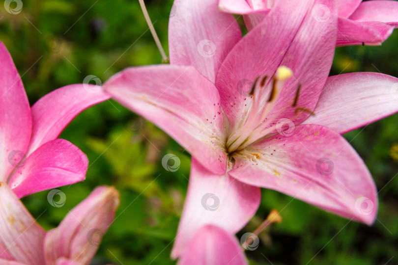 Скачать в саду распускается розовая лилия фотосток Ozero
