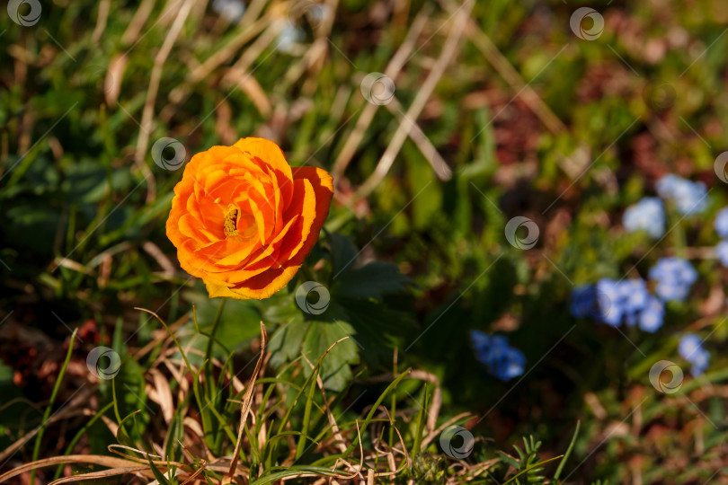 Скачать оранжевый цветок-шаровидный цветок, растущий в траве фотосток Ozero