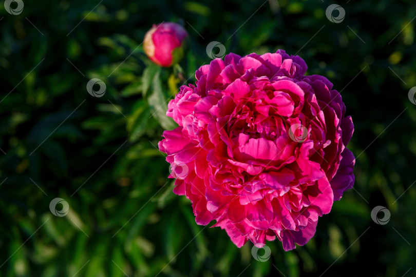 Скачать розовый пион на солнце на фоне листьев фотосток Ozero