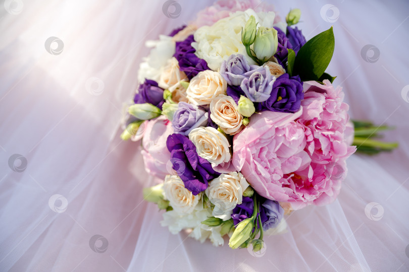 Скачать Розовые бычки из пионов на розовом фоне фотосток Ozero