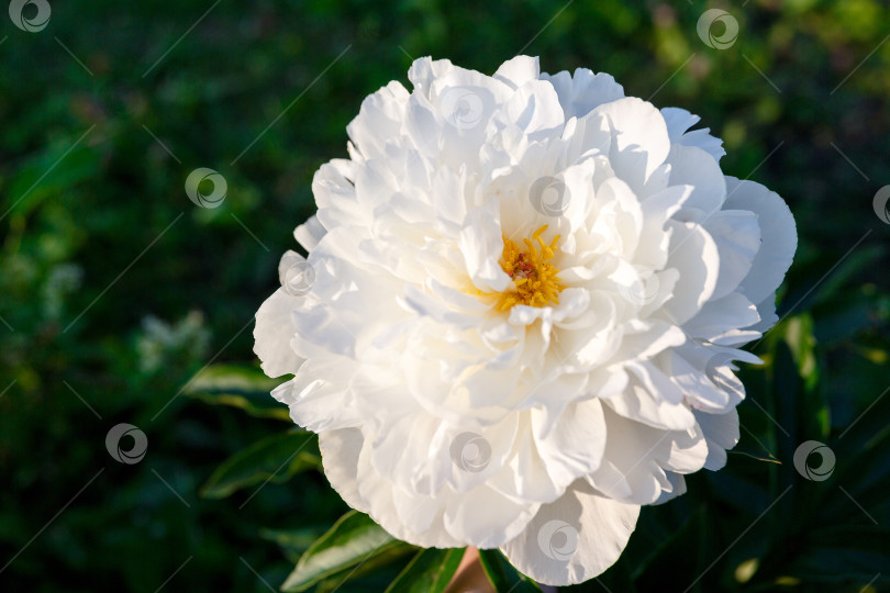 Скачать белый бутон пиона на солнце на фоне листвы фотосток Ozero