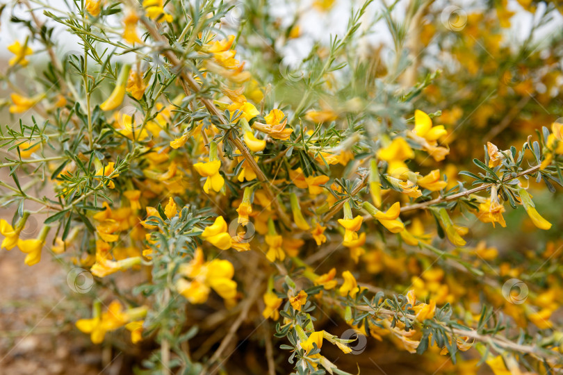 Скачать Желтый цветок в горах Алтая, верблюжий хребет фотосток Ozero