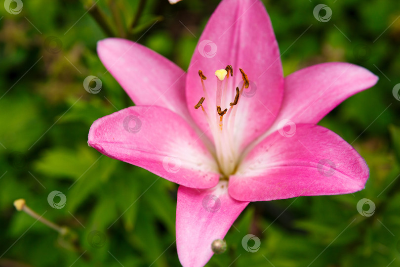 Скачать в саду распускается розовая лилия фотосток Ozero