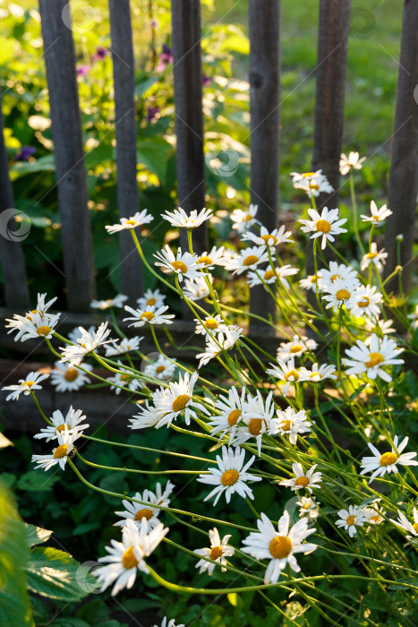 Скачать много белых маргариток в саду на фоне травы фотосток Ozero