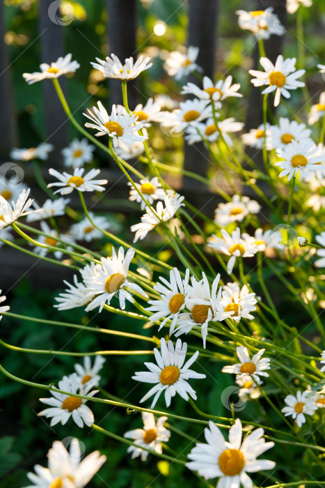 Скачать много белых маргариток в саду на фоне травы фотосток Ozero