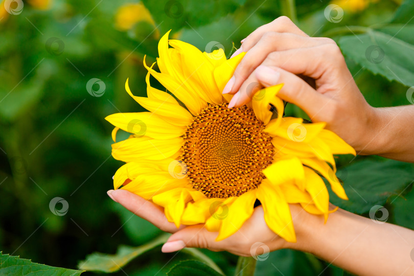 Скачать желтый подсолнух в женских руках на фоне подсолнухов фотосток Ozero