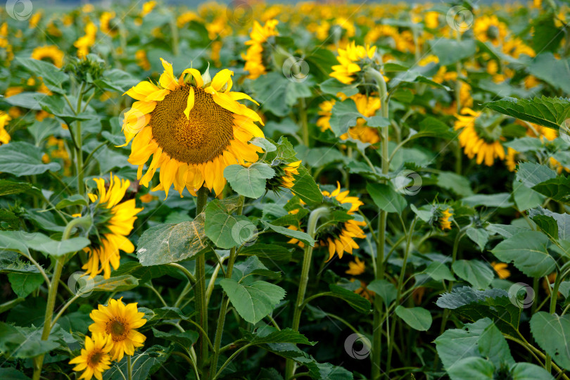 Скачать поле желтых подсолнухов на ферме фотосток Ozero
