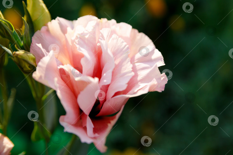 Скачать Красивый розовый цветок эустомы на зеленом фоне. Весна, лето, природа. фотосток Ozero