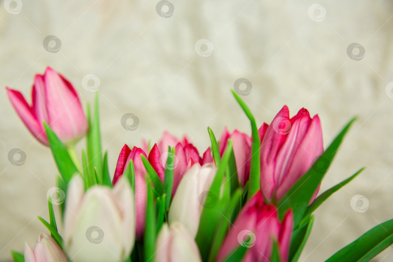 Скачать Весенние сезонные цветы тюльпаны на простом фоне фотосток Ozero