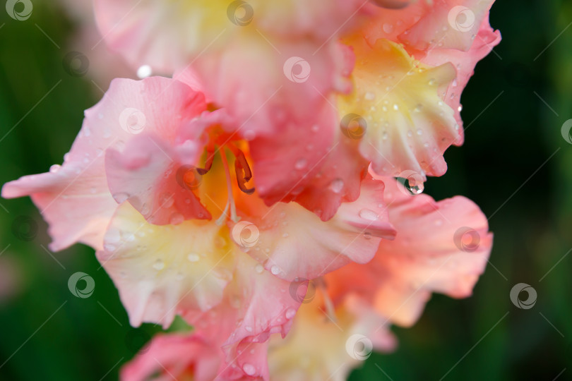 Скачать цветок гладиолуса в каплях росы на зеленой траве фотосток Ozero