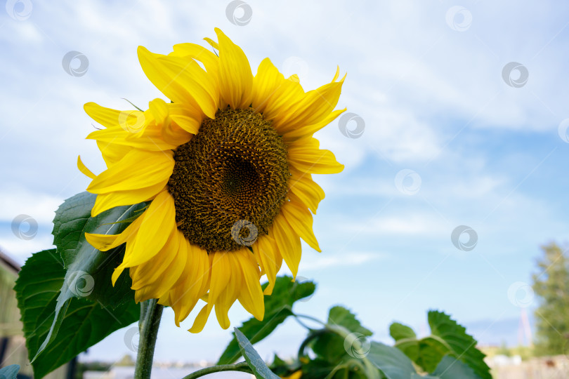 Скачать Подсолнух на фоне голубого неба на ферме фотосток Ozero