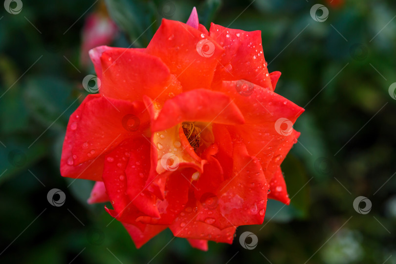 Скачать Красная роза в каплях росы. Природа, ферма. фотосток Ozero