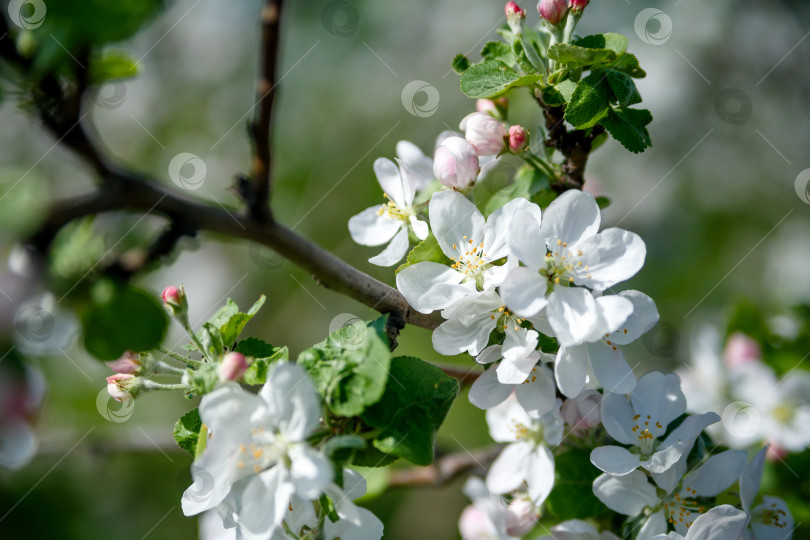 Скачать Яблони цветут весенним днем. Лето, крупный план. фотосток Ozero