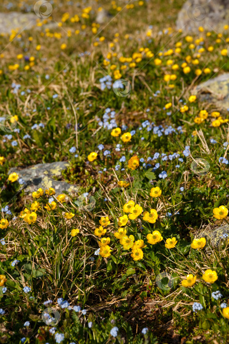 Скачать Алтайские травы и растения, желтые цветы на фоне травы фотосток Ozero
