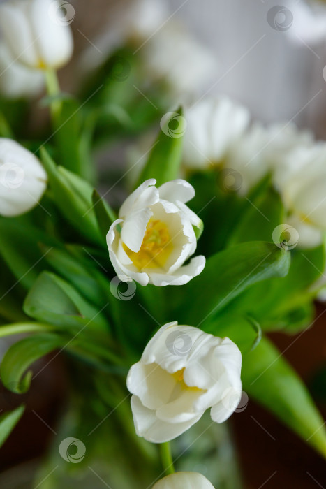 Скачать букет белых тюльпанов крупным планом фотосток Ozero